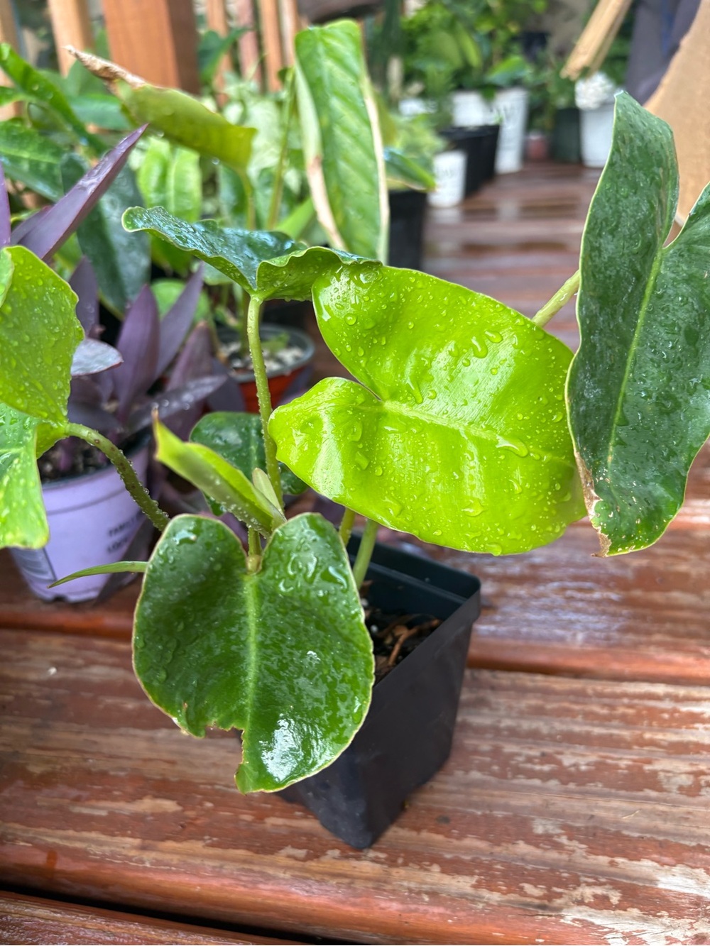 Green philodendron